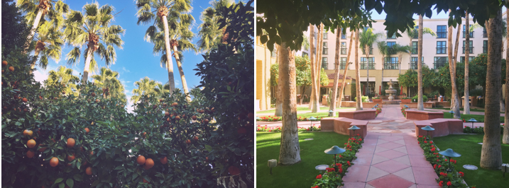 tempe hotels