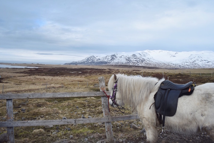 Deplar Farm Iceland Review